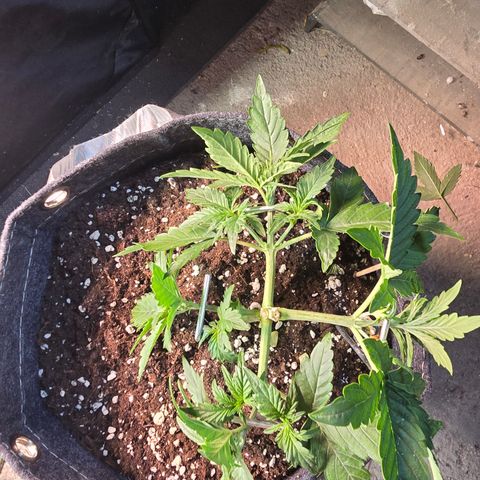 White Widow growlog timeline photo