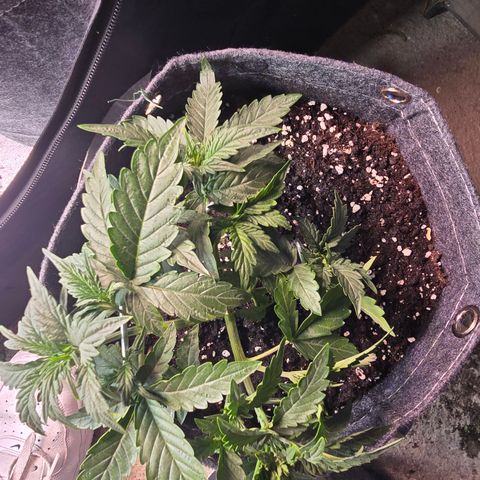 White Widow growlog timeline photo