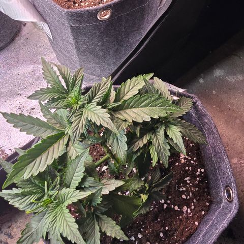 White Widow growlog timeline photo