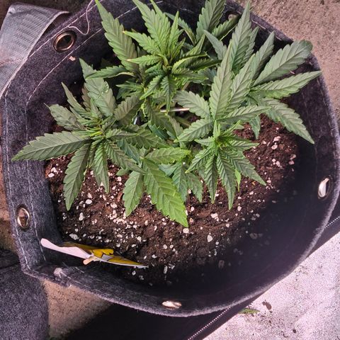 Vanille Gelato growlog timeline photo