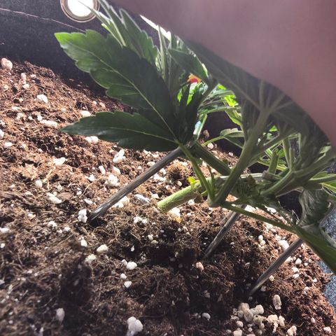 Vanille Gelato growlog timeline photo