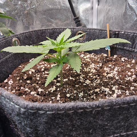 King's Juice X King's Kush Auto growlog timeline photo