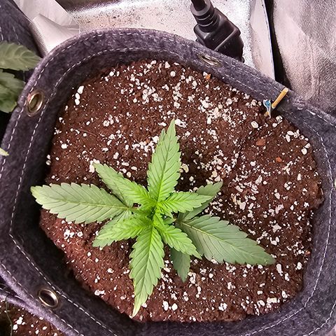 King's Juice X King's Kush Auto growlog timeline photo