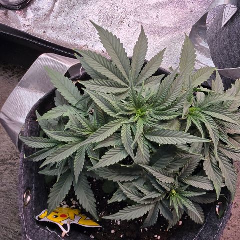 Vanille Gelato growlog timeline photo