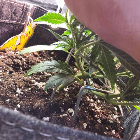 Vanille Gelato growlog timeline photo