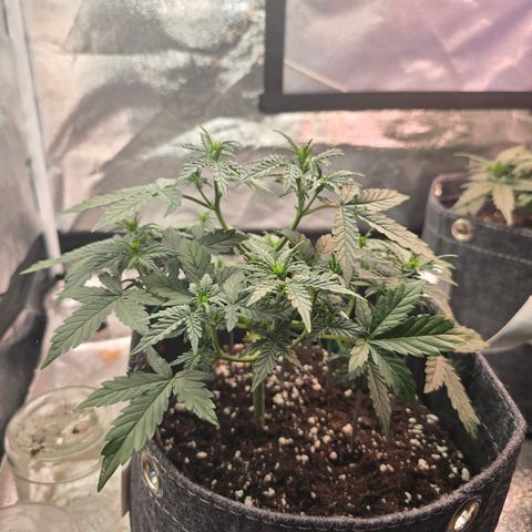 Gorilla growlog timeline photo