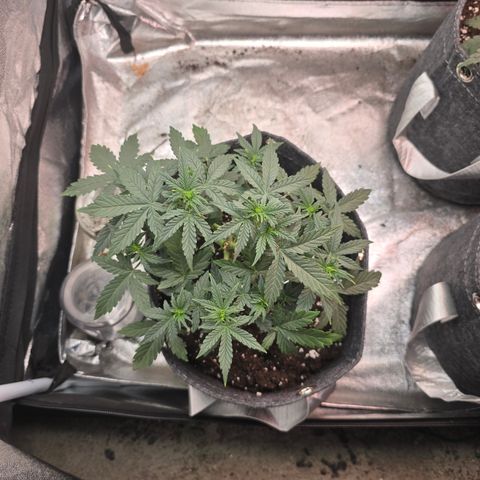 Gorilla growlog timeline photo