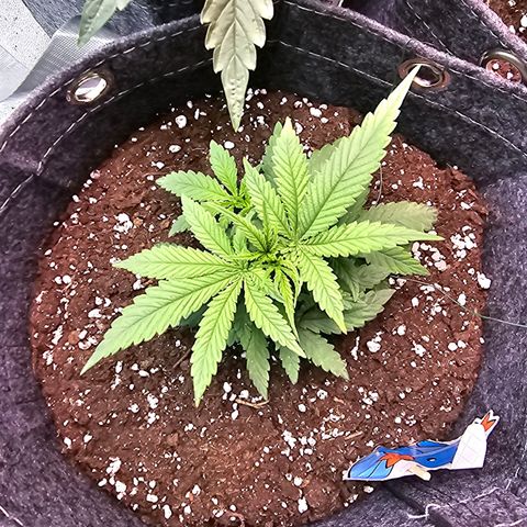 BUBBA KUSH X GELATO growlog timeline photo
