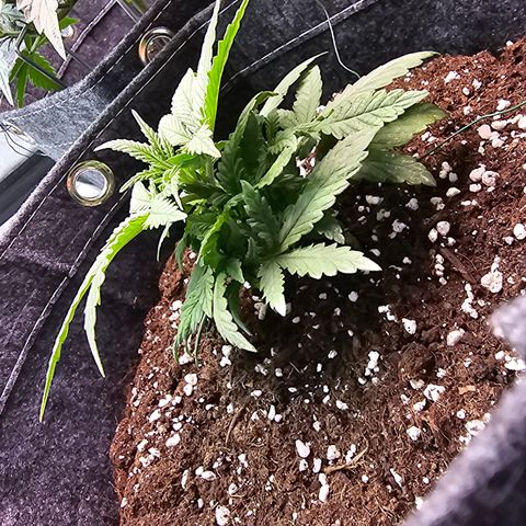 BUBBA KUSH X GELATO growlog timeline photo