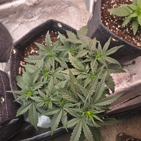 White Widow growlog timeline photo