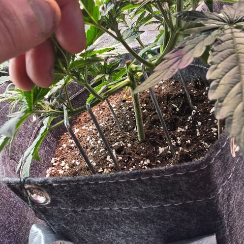 White Widow growlog timeline photo