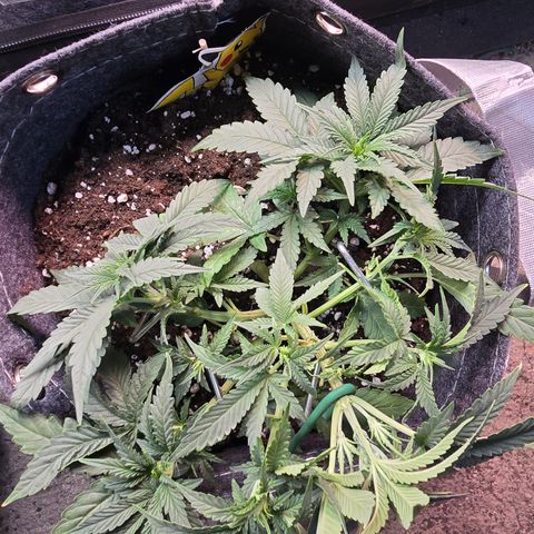 Vanille Gelato growlog photo: Pflanze zur Seite binden