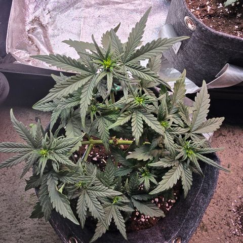 White Widow growlog photo: Entlauben