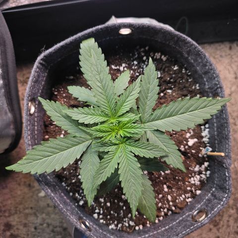 King's Juice X King's Kush Auto growlog timeline photo