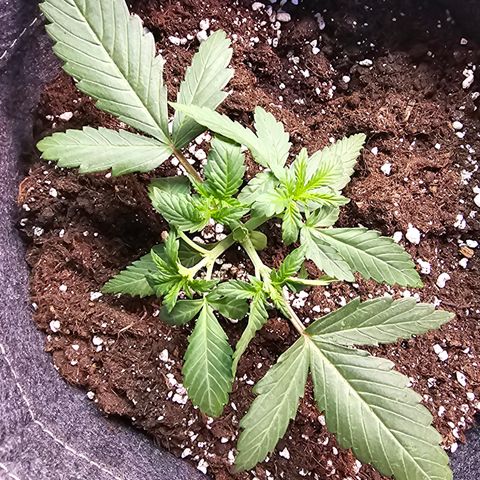 King's Juice X King's Kush Auto growlog timeline photo