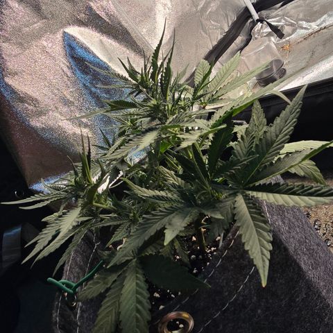 Vanille Gelato growlog timeline photo
