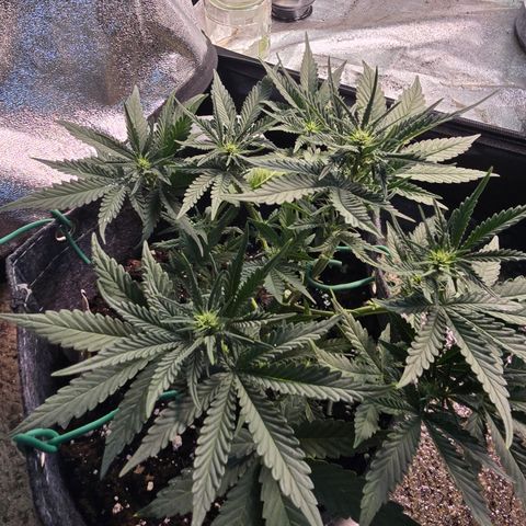 Vanille Gelato growlog timeline photo
