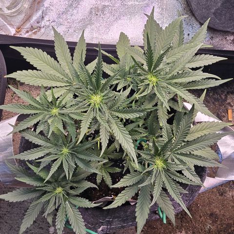 Vanille Gelato growlog timeline photo