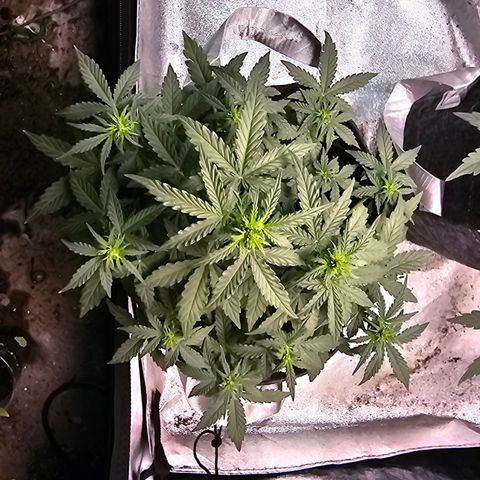 Gorilla growlog timeline photo