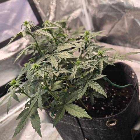 Gorilla growlog timeline photo