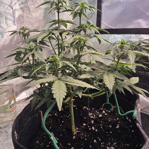Gorilla growlog timeline photo