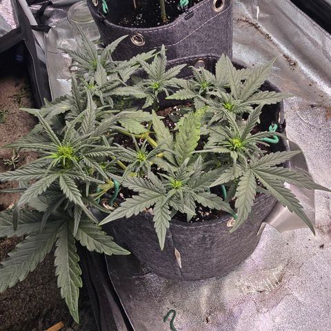 White Widow growlog timeline photo