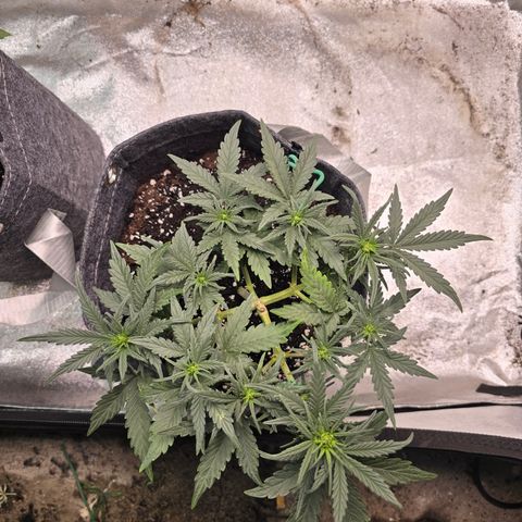 White Widow growlog timeline photo