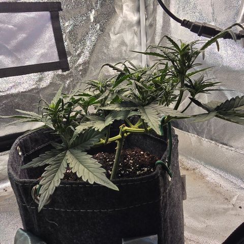 White Widow growlog timeline photo