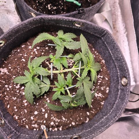 King's Juice X King's Kush Auto growlog timeline photo