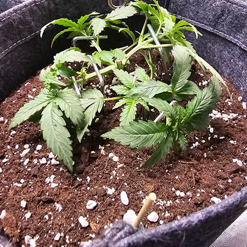 King's Juice X King's Kush Auto growlog timeline photo