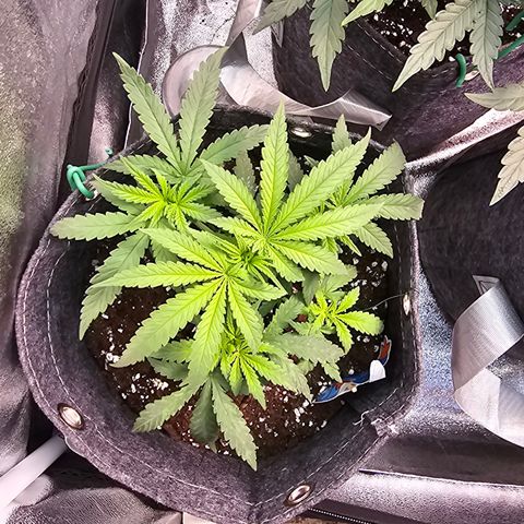 BUBBA KUSH X GELATO growlog timeline photo