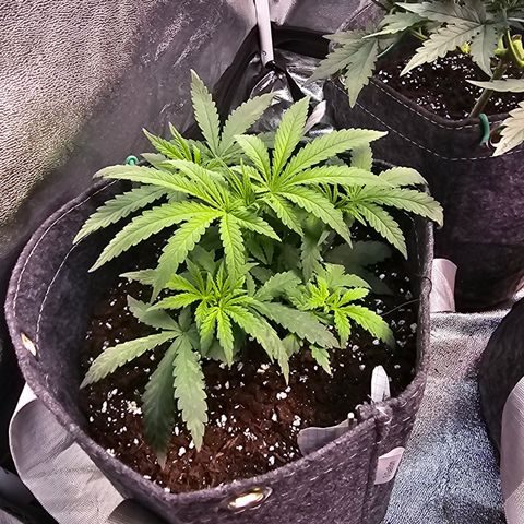 BUBBA KUSH X GELATO growlog timeline photo