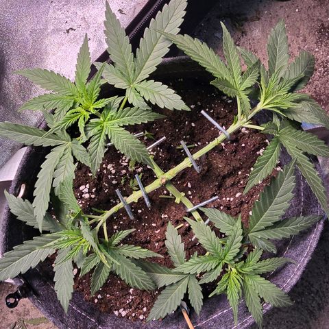 King's Juice X King's Kush Auto growlog timeline photo