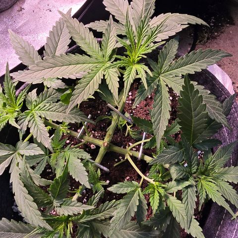 King's Juice X King's Kush Auto growlog timeline photo