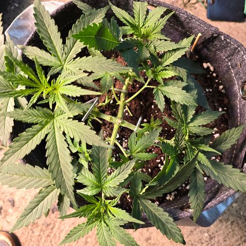 King's Juice X King's Kush Auto growlog timeline photo