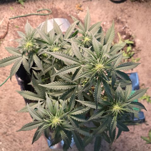 Vanille Gelato growlog timeline photo