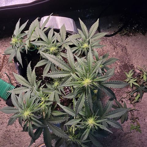 Vanille Gelato growlog timeline photo