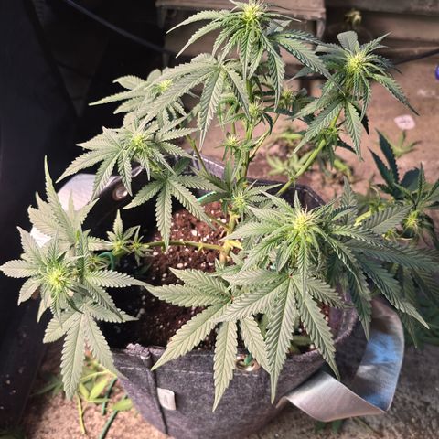 Vanille Gelato growlog timeline photo