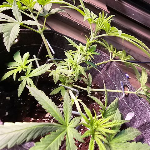 BUBBA KUSH X GELATO growlog timeline photo