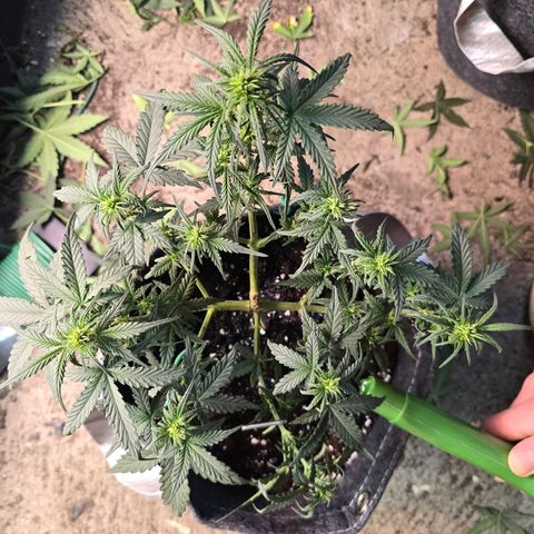 White Widow growlog timeline photo