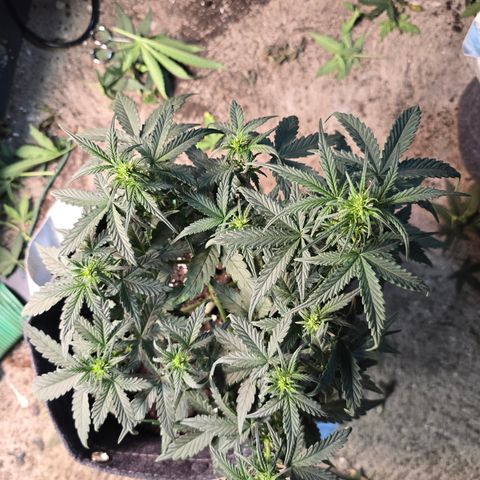 White Widow growlog timeline photo