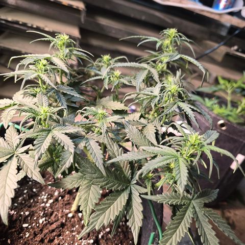 White Widow growlog timeline photo