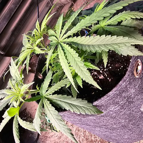 BUBBA KUSH X GELATO growlog timeline photo