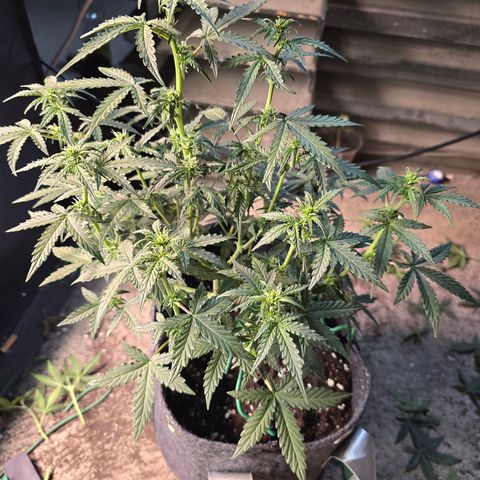Gorilla growlog timeline photo