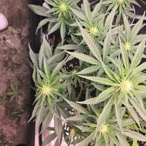 Vanille Gelato growlog timeline photo