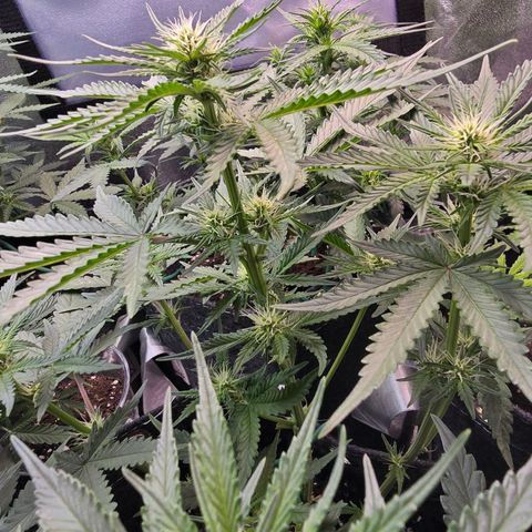 Vanille Gelato growlog timeline photo