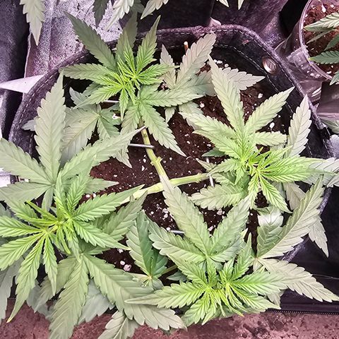 King's Juice X King's Kush Auto growlog timeline photo