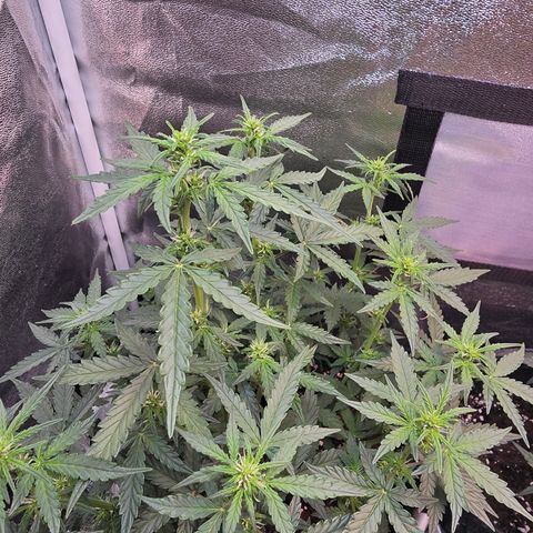 Gorilla growlog timeline photo