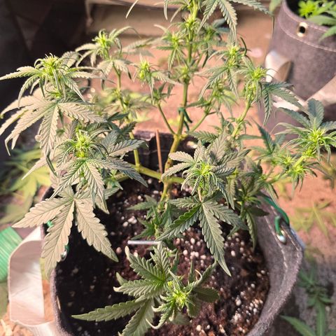 White Widow growlog timeline photo