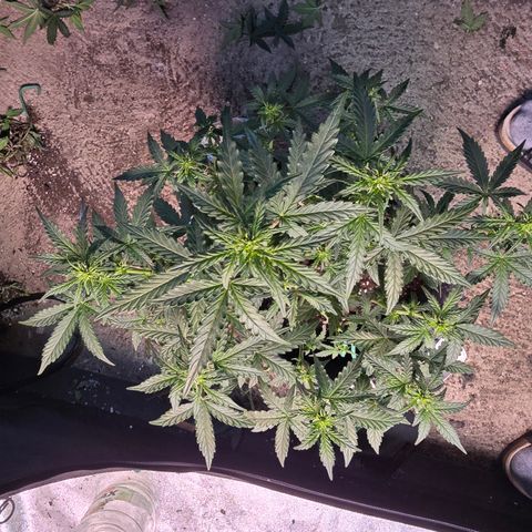 Gorilla growlog timeline photo